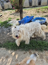 MALAGA, Hund, Mischlingshund in Italien - Bild 5