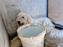 MALAGA, Hund, Mischlingshund in Italien - Bild 6