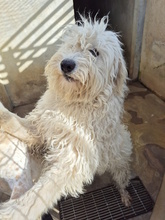 MALAGA, Hund, Mischlingshund in Italien - Bild 7