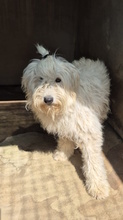 MALAGA, Hund, Mischlingshund in Italien - Bild 8