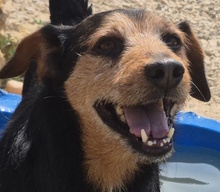 CESTMOI, Hund, Mischlingshund in Italien - Bild 1
