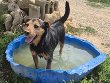 CESTMOI, Hund, Mischlingshund in Italien - Bild 2