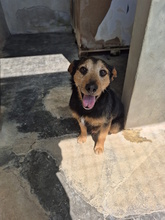 CESTMOI, Hund, Mischlingshund in Italien - Bild 3
