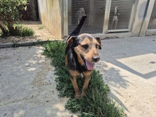 CESTMOI, Hund, Mischlingshund in Italien - Bild 4