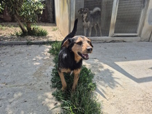 CESTMOI, Hund, Mischlingshund in Italien - Bild 5