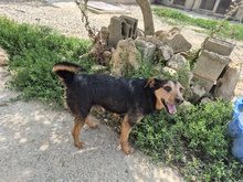 CESTMOI, Hund, Mischlingshund in Italien - Bild 6
