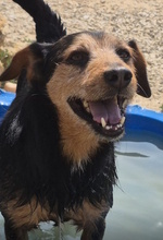 CESTMOI, Hund, Mischlingshund in Italien - Bild 7