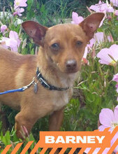 BARNEY, Hund, Mischlingshund in Bulgarien - Bild 1