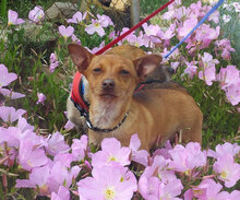 BARNEY, Hund, Mischlingshund in Bulgarien - Bild 2
