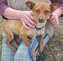 BARNEY, Hund, Mischlingshund in Bulgarien - Bild 3