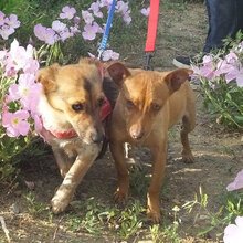 BARNEY, Hund, Mischlingshund in Bulgarien - Bild 4