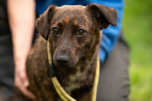 ROZSDA, Hund, Mischlingshund in Ungarn - Bild 10