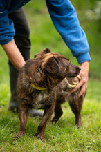 ROZSDA, Hund, Mischlingshund in Ungarn - Bild 11