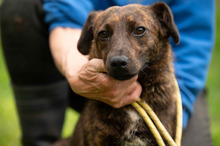 ROZSDA, Hund, Mischlingshund in Ungarn - Bild 12