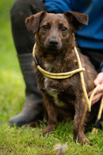 ROZSDA, Hund, Mischlingshund in Ungarn - Bild 13