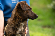 ROZSDA, Hund, Mischlingshund in Ungarn - Bild 14