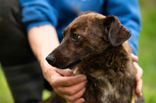 ROZSDA, Hund, Mischlingshund in Ungarn - Bild 15