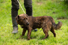 ROZSDA, Hund, Mischlingshund in Ungarn - Bild 16