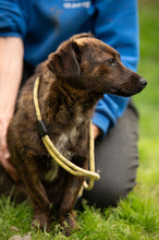 ROZSDA, Hund, Mischlingshund in Ungarn - Bild 17