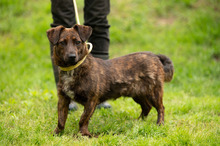 ROZSDA, Hund, Mischlingshund in Ungarn - Bild 18