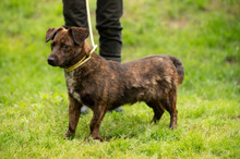 ROZSDA, Hund, Mischlingshund in Ungarn - Bild 19