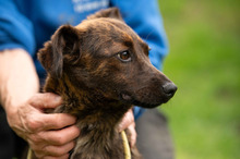 ROZSDA, Hund, Mischlingshund in Ungarn - Bild 2