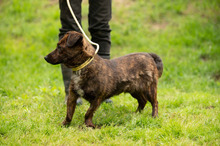 ROZSDA, Hund, Mischlingshund in Ungarn - Bild 20