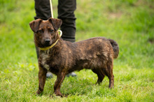 ROZSDA, Hund, Mischlingshund in Ungarn - Bild 21