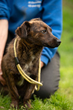 ROZSDA, Hund, Mischlingshund in Ungarn - Bild 22