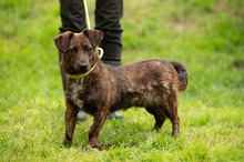 ROZSDA, Hund, Mischlingshund in Ungarn - Bild 23