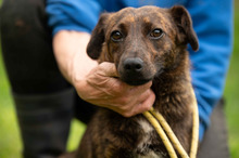 ROZSDA, Hund, Mischlingshund in Ungarn - Bild 3