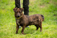 ROZSDA, Hund, Mischlingshund in Ungarn - Bild 4