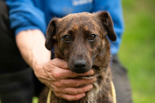 ROZSDA, Hund, Mischlingshund in Ungarn - Bild 5