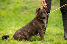 ROZSDA, Hund, Mischlingshund in Ungarn - Bild 7