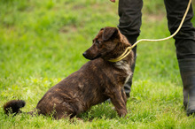 ROZSDA, Hund, Mischlingshund in Ungarn - Bild 8