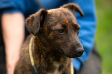 ROZSDA, Hund, Mischlingshund in Ungarn - Bild 9