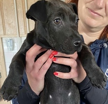 OLGA, Hund, Mischlingshund in Seulingen - Bild 1