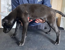 OLGA, Hund, Mischlingshund in Seulingen - Bild 2