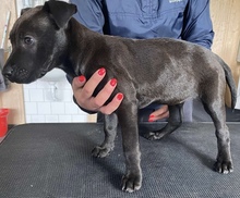 OLGA, Hund, Mischlingshund in Seulingen - Bild 4