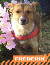 FREDERIK, Hund, Mischlingshund in Bulgarien - Bild 1