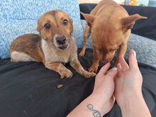 FREDERIK, Hund, Mischlingshund in Bulgarien - Bild 2