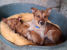 FREDERIK, Hund, Mischlingshund in Bulgarien - Bild 3