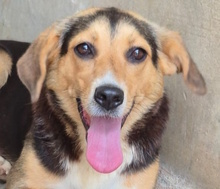 VRONI, Hund, Mischlingshund in Italien - Bild 1