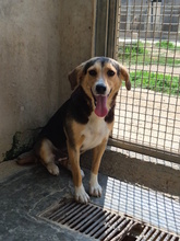VRONI, Hund, Mischlingshund in Italien - Bild 2