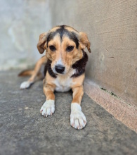 VRONI, Hund, Mischlingshund in Italien - Bild 3