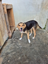 VRONI, Hund, Mischlingshund in Italien - Bild 5