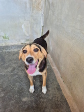 VRONI, Hund, Mischlingshund in Italien - Bild 6