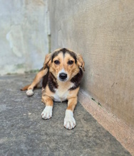 VRONI, Hund, Mischlingshund in Italien - Bild 7
