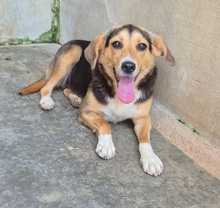 VRONI, Hund, Mischlingshund in Italien - Bild 8