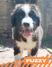 FUZZY, Hund, HSH-Mischling in Bulgarien - Bild 1